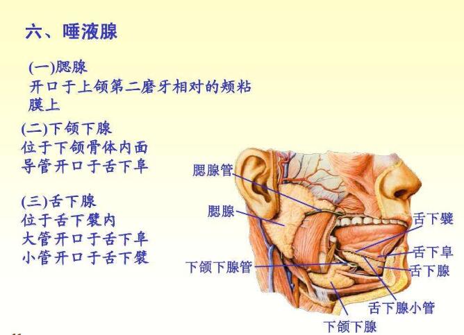 东方易元洗髓功 东方易元洗髓功