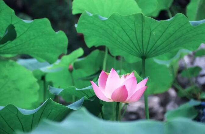 东方易元洗髓功